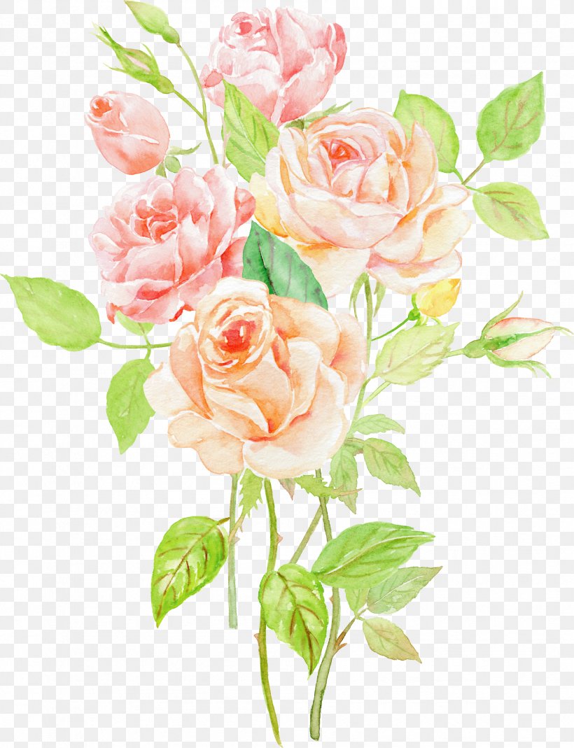 Garden Roses Beach Rose Centifolia Roses Flower, PNG, 1799x2346px, Garden Roses, Beach Rose, Branch, Centifolia Roses, Creativity Download Free