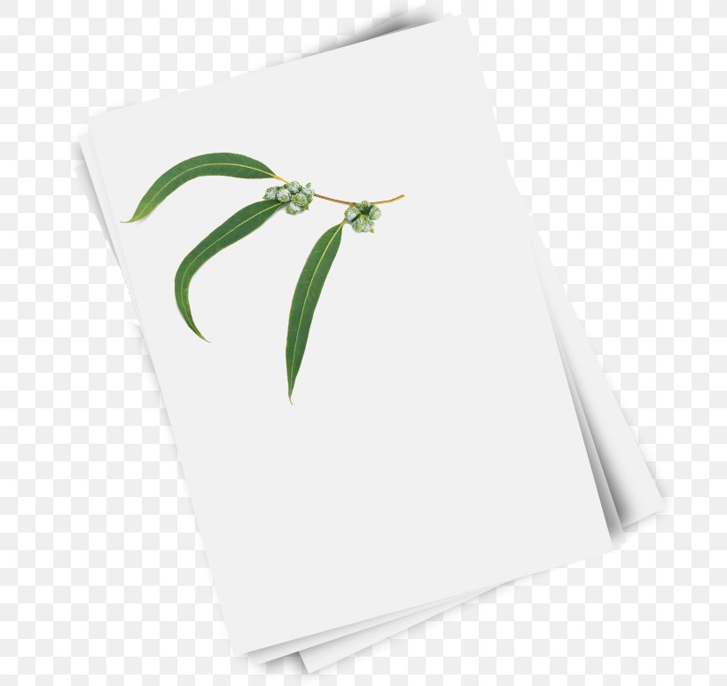 Paper Green Rectangle Leaf, PNG, 701x773px, Paper, Green, Leaf, Rectangle Download Free