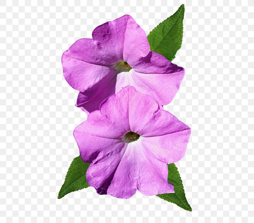 Petunia Flower Image Petal, PNG, 481x720px, Petunia, Annual Plant, Flower, Flowering Plant, Image Resolution Download Free
