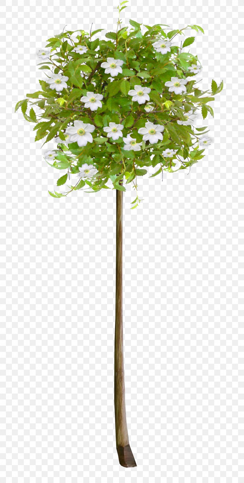 Plane, PNG, 1603x3168px, Plant, Flower, Leaf, Plane, Plant Stem Download Free
