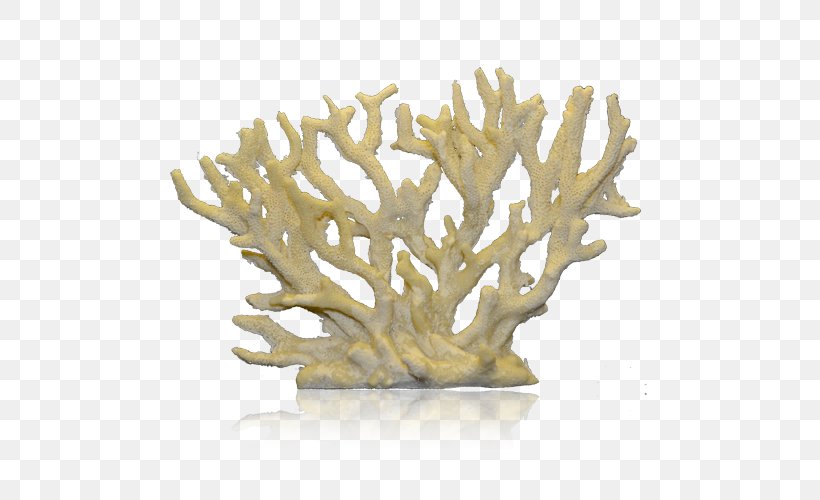 Staghorn Coral Coral Reef Alcyonacea, PNG, 500x500px, Coral, Alcyonacea, Bit, Brain Coral, Branch Download Free
