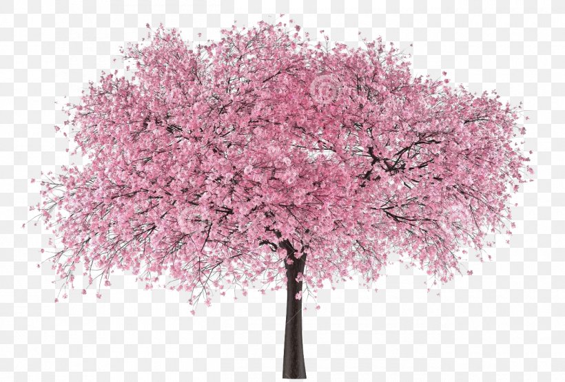 Cherry Blossom Clip Art Tree, PNG, 1300x880px, Cherry Blossom, Blossom, Branch, Cherries, Drawing Download Free