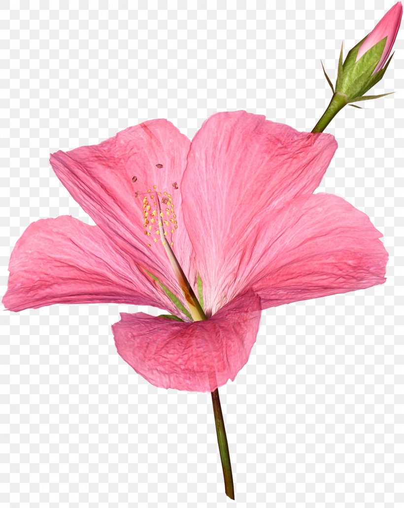 Flower Rose Pink, PNG, 1272x1600px, Flower, Chart, Color, Cut Flowers, Designer Download Free