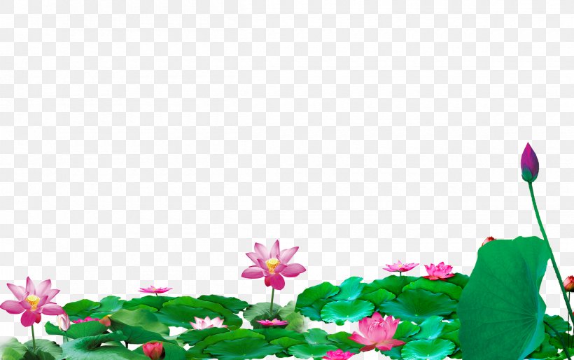 Lotus Pond Download Computer File, PNG, 2400x1505px, Lotus Pond, Flora, Floral Design, Flower, Flowering Plant Download Free