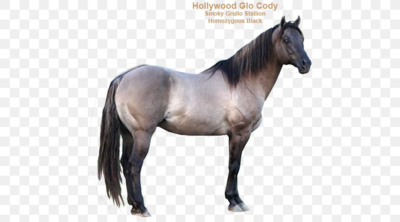 Mane Mustang Stallion Halter Mare, PNG, 579x455px, Mane, Bridle, Halter, Harness Racing, Horse Download Free