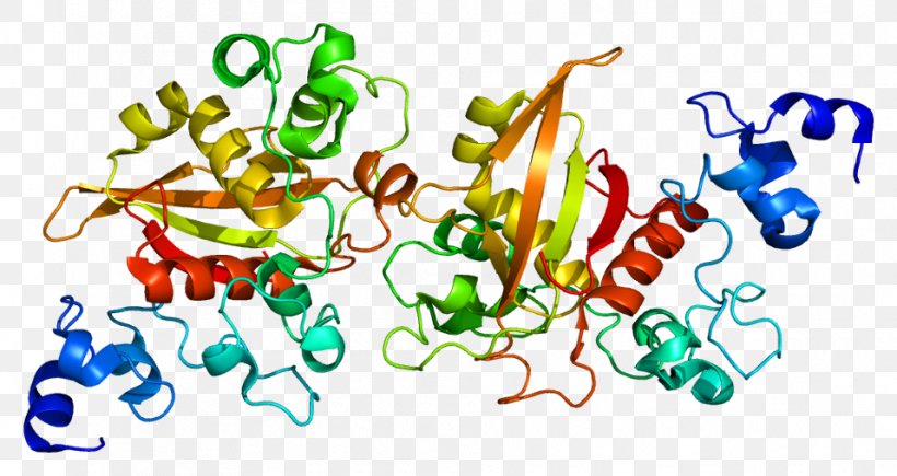Notch 2 Notch Signaling Pathway Gene Notch Proteins DLL3, PNG, 957x508px, Notch Signaling Pathway, Autosome, Food, Gene, Notch 3 Download Free