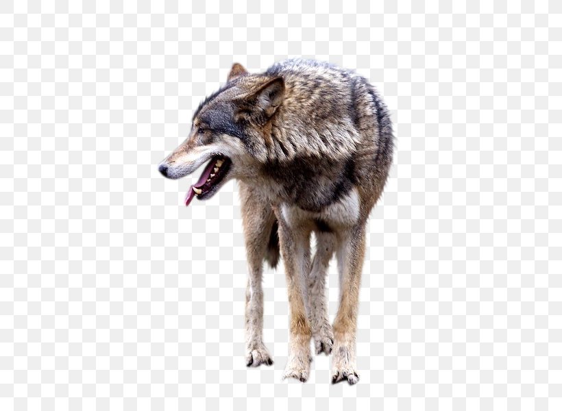 Wolf Image Clip Art Animal, PNG, 483x600px, Wolf, Animal, Art ...