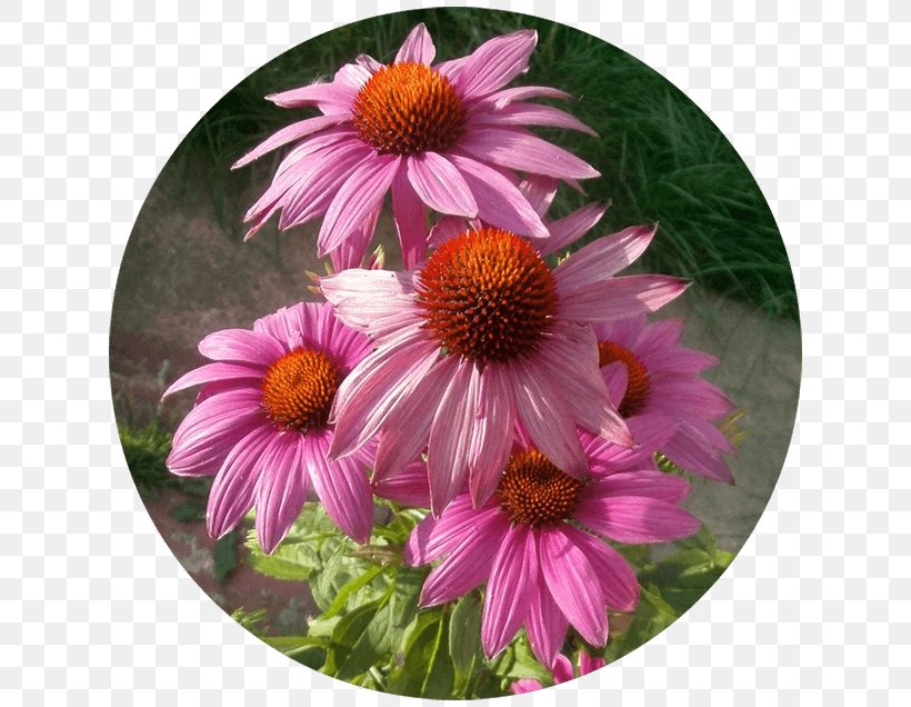 Daisy Family Coneflower Aster Chrysanthemum, PNG, 636x636px, Daisy Family, Annual Plant, Aster, Chrysanthemum, Chrysanths Download Free