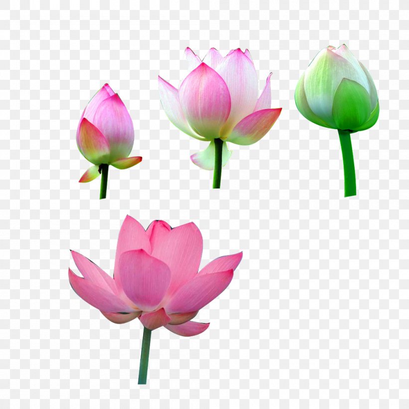 Joyful Manifestation: Ten Steps To Empower Yourself And Attract A Happy And Successful Life Nelumbo Nucifera, PNG, 1000x1000px, Nelumbo Nucifera, Aquatic Plant, Flower, Flowering Plant, Google Images Download Free