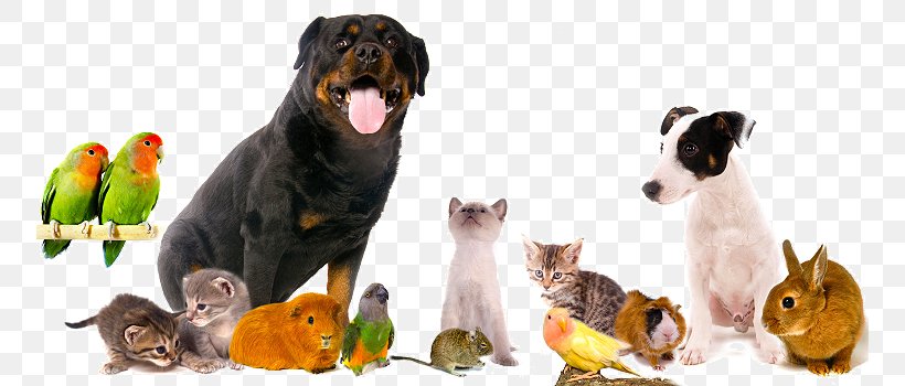 Pet Sitting Veterinarian Veterinary Medicine Cannon & Ball Veterinary Surgeons, PNG, 754x350px, Pet Sitting, Animal, Animal Figure, Carnivoran, Dog Download Free