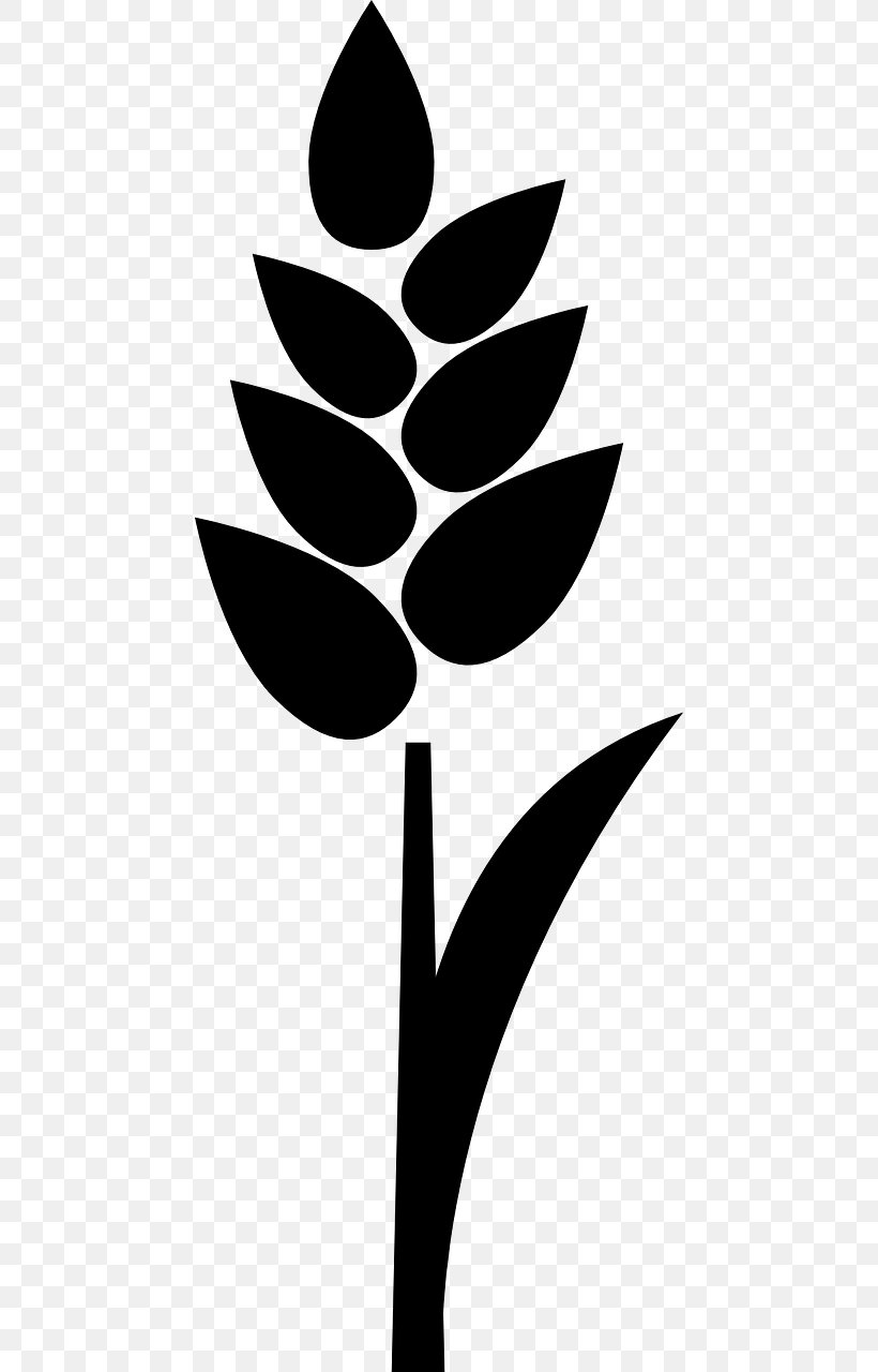 Wheat Cereal Grain Rice, PNG, 640x1280px, Wheat, Black And White, Branch, Cereal, Cereal Germ Download Free