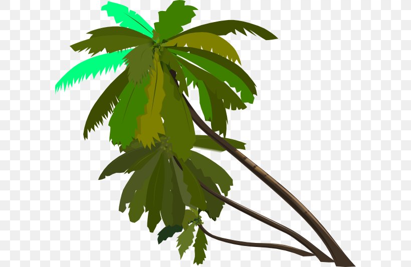 Arecaceae Drawing Clip Art, PNG, 600x533px, Arecaceae, Branch, Coconut, Date Palm, Drawing Download Free