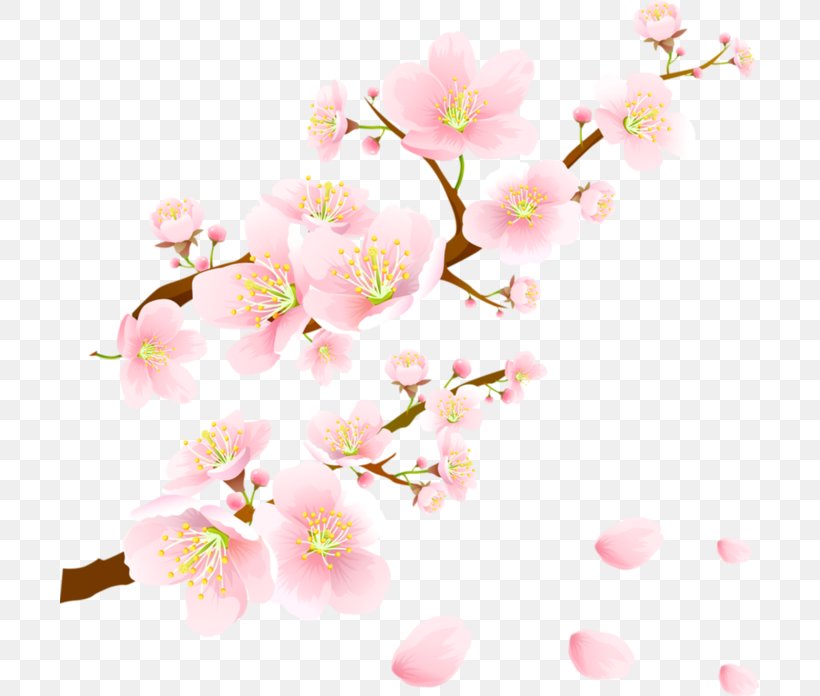 Cherry Blossom Paper, PNG, 699x696px, Cherry Blossom, Blossom, Branch, Cerasus, Cherry Download Free