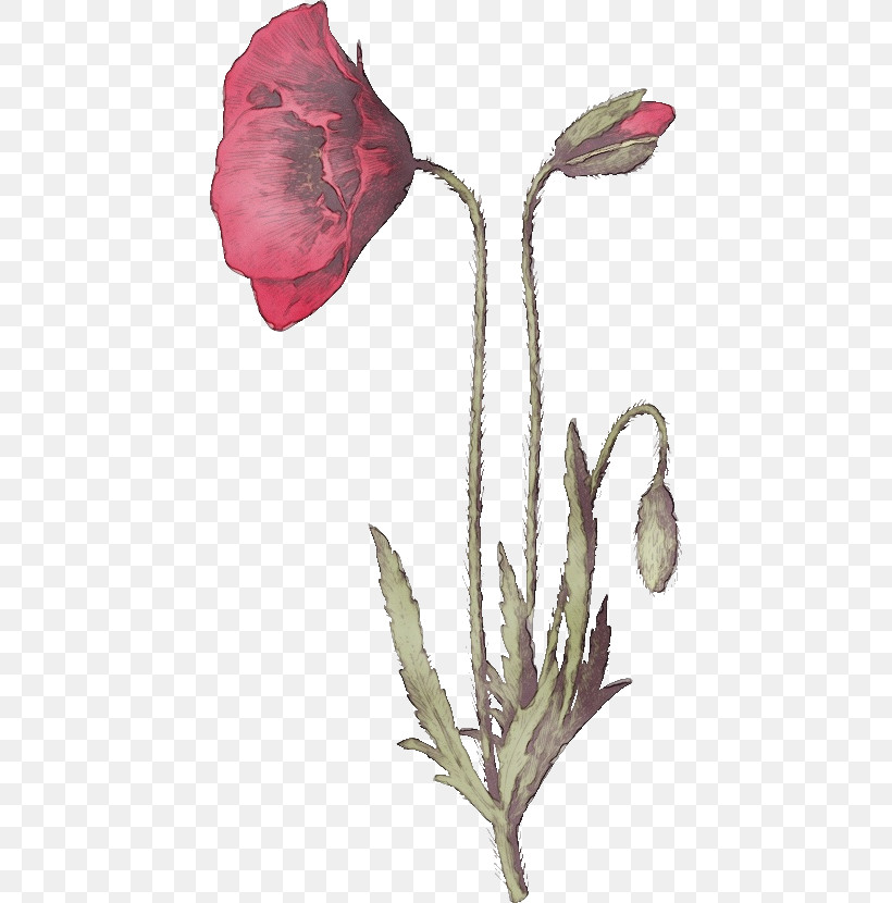 Rose, PNG, 434x830px, Red Poppy Flower, Bud, Cut Flowers, Family, Flower Download Free