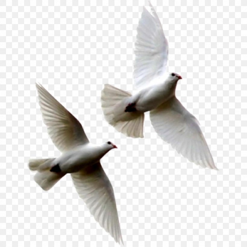 Columbidae Rock Dove Bird The Windows To My Soul, PNG, 1024x1024px, Columbidae, Art, Beak, Bird, Book Download Free