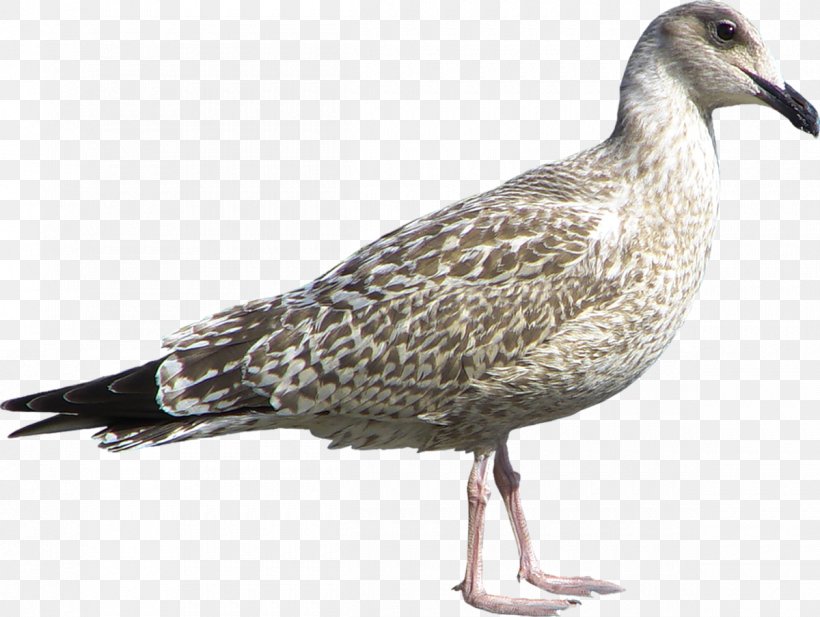 Gulls Water Bird Goose Wader, PNG, 1200x903px, Gulls, Anatidae, Beak, Bird, Charadriiformes Download Free