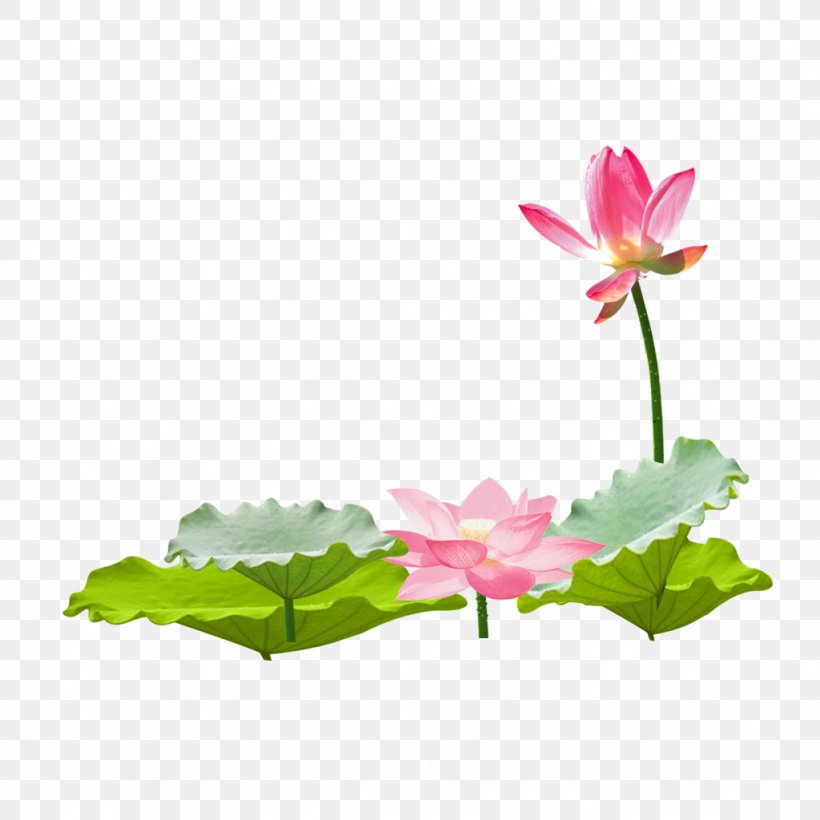 Nelumbo Nucifera Leaf, PNG, 1024x1024px, Nelumbo Nucifera, Aquatic Plant, Flora, Floral Design, Floristry Download Free