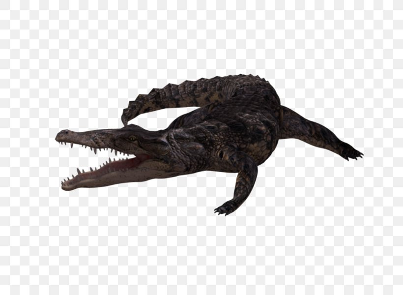 Nile Crocodile American Alligator Freshwater Crocodile, PNG, 800x600px, Crocodile, Alligators, American Alligator, Animal, Caiman Download Free