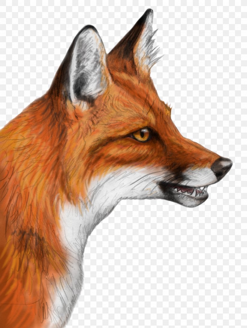 Red Fox Blanford's Fox Nine-tailed Fox Gray Wolf, PNG, 1024x1359px, Red Fox, Art, Canidae, Carnivoran, Cross Fox Download Free