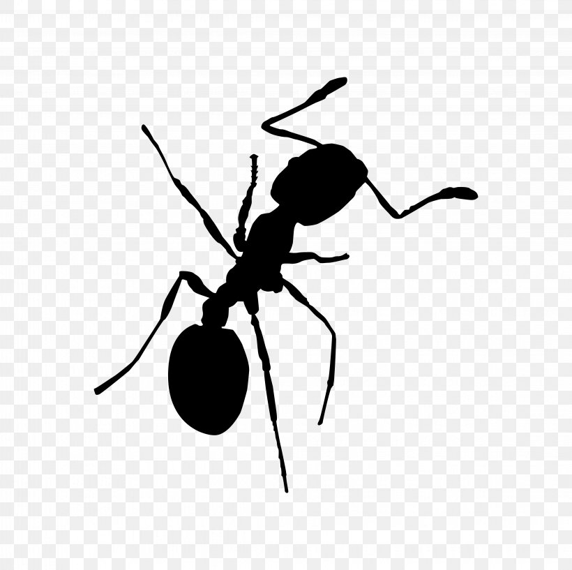 Red Imported Fire Ant Pharaoh Ant Insect Bullet Ant, PNG, 4474x4459px, Ant, Arthropod, Black, Black And White, Black Garden Ant Download Free