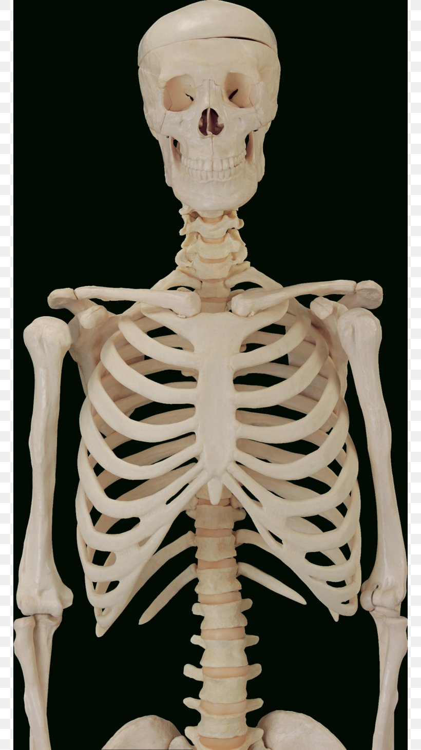 The Skeletal System Bone Anatomy Human Skeleton, PNG, 768x1461px, Watercolor, Cartoon, Flower, Frame, Heart Download Free
