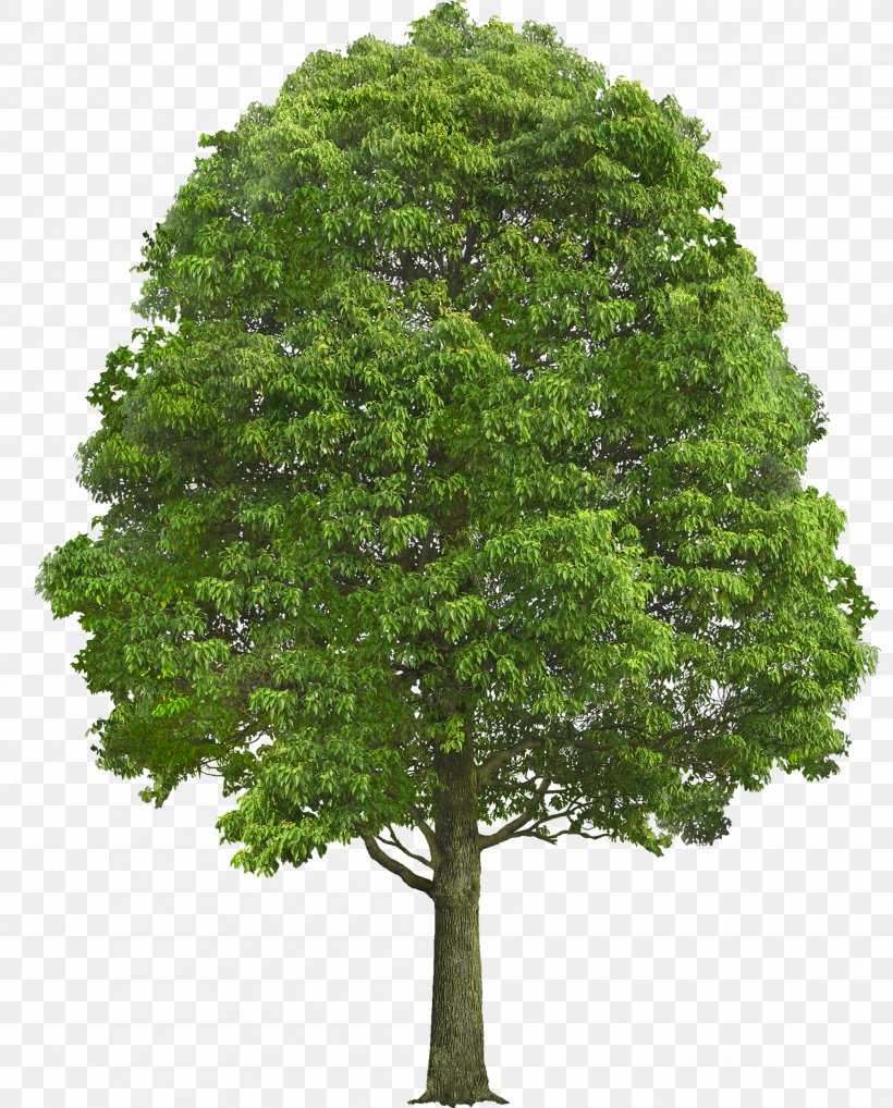 Tree Oak Shrub Plant Clip Art, PNG, 2012x2500px, Tree, Arecaceae, Branch, Catalpa, Conifers Download Free