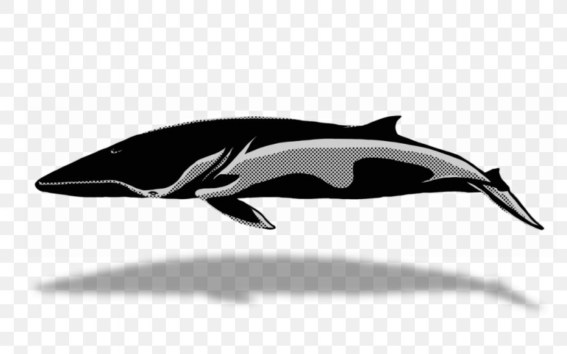 Tucuxi White-beaked Dolphin Short-beaked Common Dolphin Porpoise Whale Watching, PNG, 1024x640px, Tucuxi, Automotive Design, Black And White, Blog, Cetacea Download Free