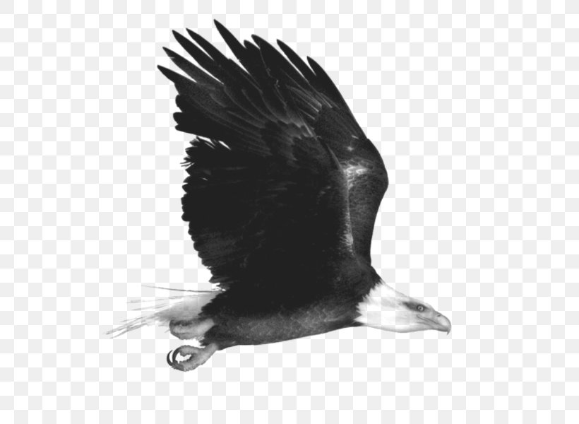 Eagle Black And White Monochrome, PNG, 600x600px, Eagle, Albom, Beak, Bird, Bird Of Prey Download Free