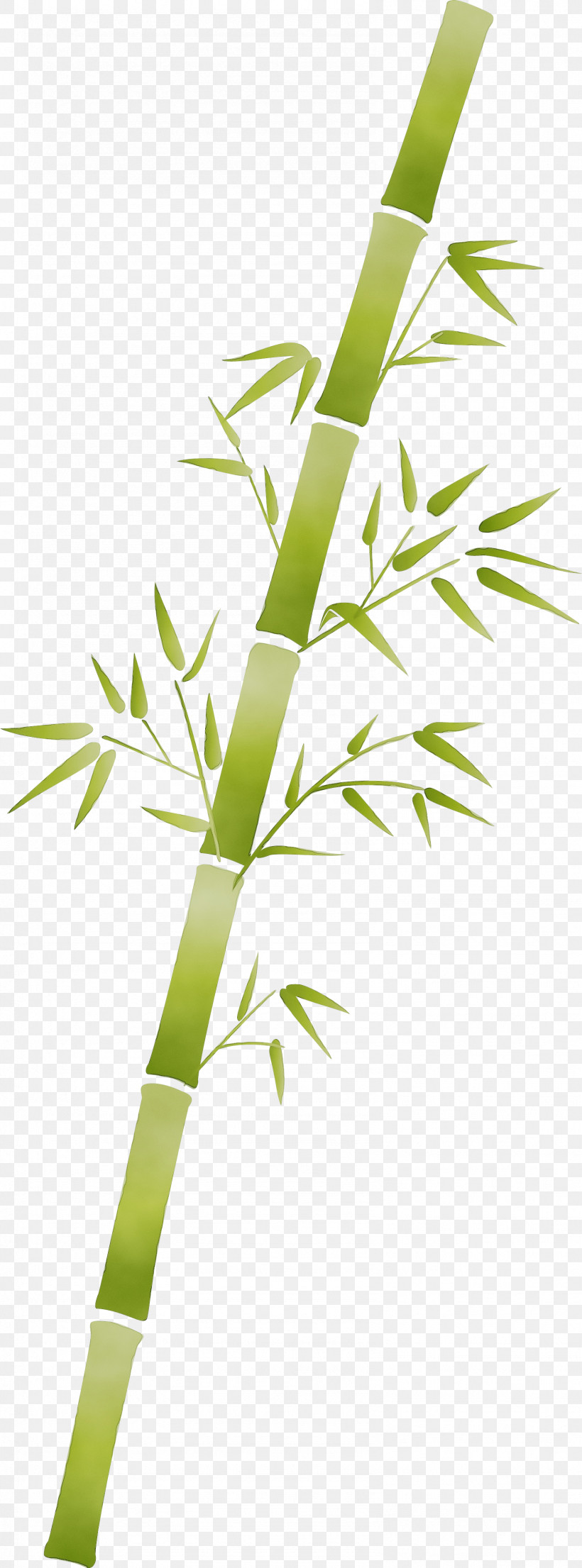 Leaf Plant Plant Stem Bamboo Flower, PNG, 1586x4277px, Bamboo, Branch, Flower, Grass, Grass Family Download Free