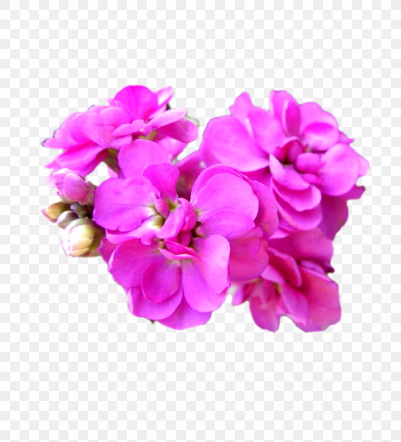 Matthiola Incana Cut Flowers Plant Seed, PNG, 822x907px, Matthiola Incana, Antirrhinum Majus, Artificial Flower, Arumlily, Begonia Download Free