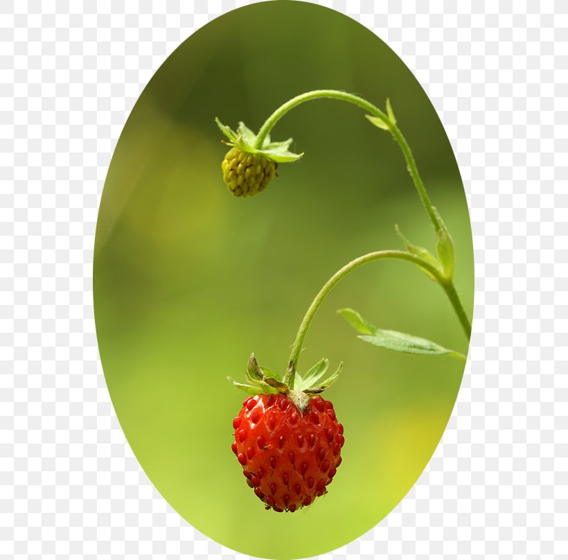 Strawberry Accessory Fruit Natural Foods, PNG, 551x808px, Strawberry, Accessory Fruit, Food, Fruit, Natural Foods Download Free
