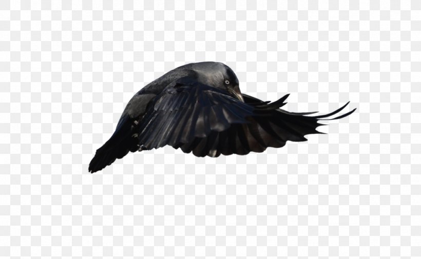 Beak Feather Crow, PNG, 1024x631px, Beak, Bird, Crow, Feather, Tail Download Free