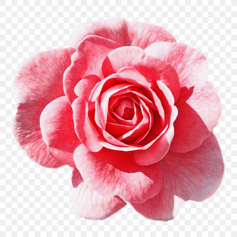 Garden Roses, PNG, 1785x1785px, Flower, Floribunda, Garden Roses, Hybrid Tea Rose, Petal Download Free