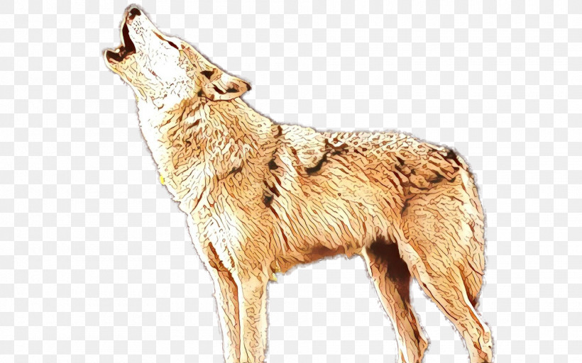 Coyote Dog Jackal Wildlife Berger Picard, PNG, 1920x1199px, Coyote, Berger Picard, Dog, Jackal, Wildlife Download Free