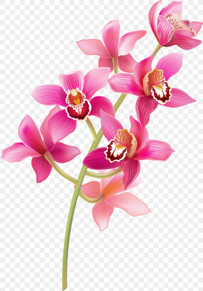 Pink Flower Cartoon, PNG, 2380x3410px, Orchids, Artificial Flower, Cattleya, Color, Cut Flowers Download Free