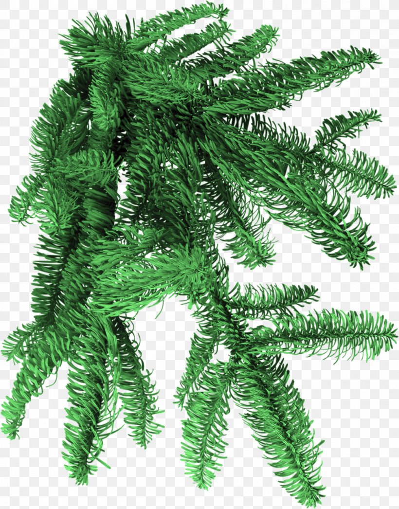 Spruce PhotoFiltre Clip Art, PNG, 1003x1280px, Spruce, Branch, Conifer, Conifer Cone, Evergreen Download Free