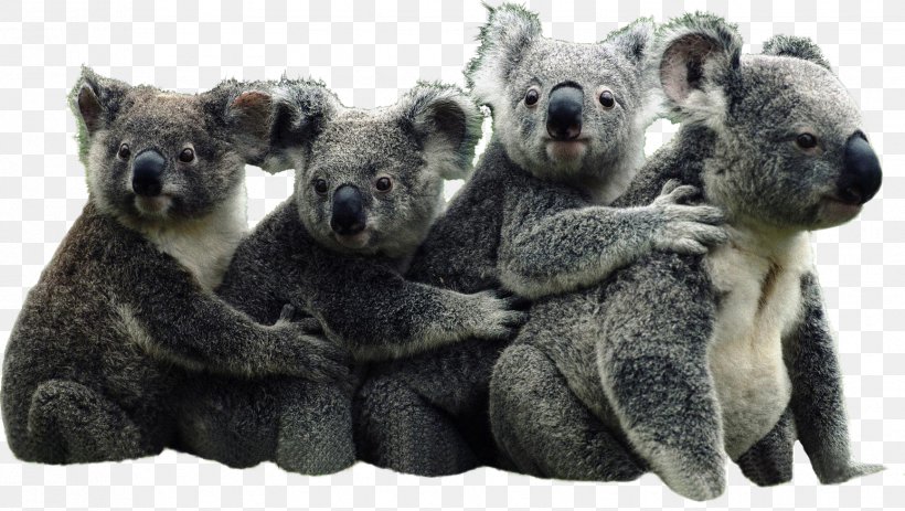 The Koala Book Australia Bear Giant Panda, PNG, 1734x980px, Koala, Animal, Australia, Australian Koala Foundation, Bear Download Free