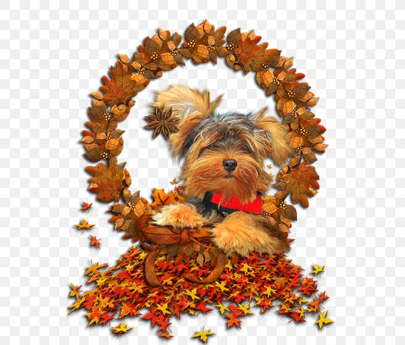 Yorkshire Terrier Autumn GIF Image Puppy, PNG, 550x698px, Yorkshire Terrier, Animaatio, Author, Autumn, Carnivoran Download Free