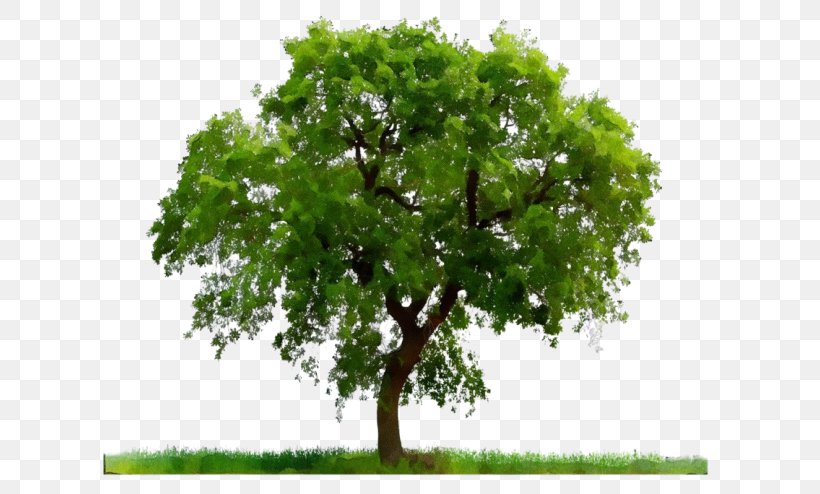 Oak Tree Leaf, PNG, 650x494px, Tree, Arbor Day, Bark, Branch, California Live Oak Download Free