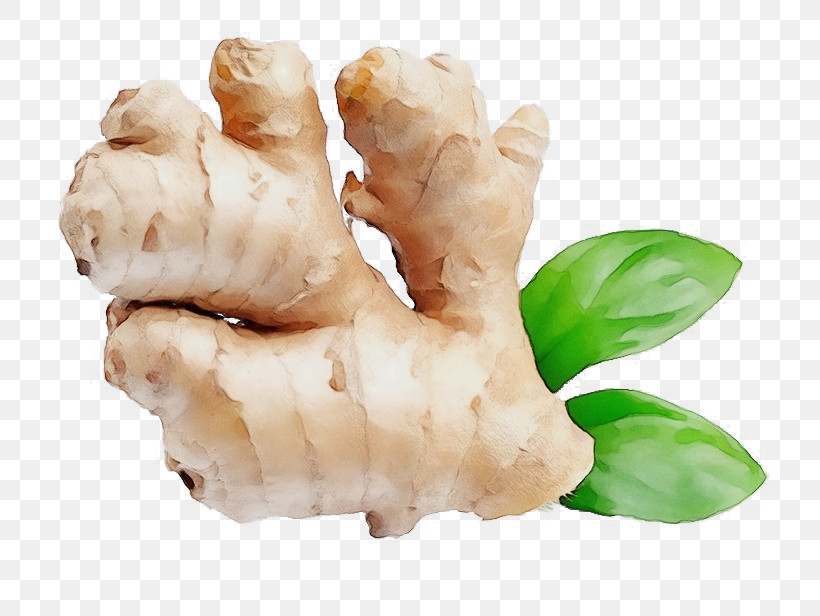 Root Vegetables Galangal Tuber Ingredient Root, PNG, 800x616px, Watercolor, Biology, Galangal, Ingredient, Paint Download Free