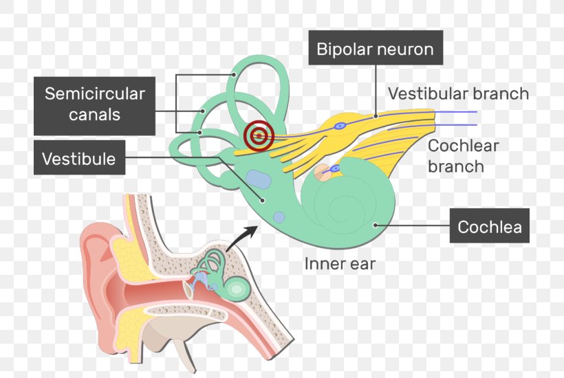 Vestibulocochlear Nerve Vestibulocochlear Nerve Vestibular Nerve Neuron, PNG, 721x550px, Watercolor, Cartoon, Flower, Frame, Heart Download Free