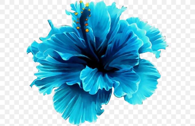 Blue Turquoise Petal Hawaiian Hibiscus Flower, PNG, 600x529px, Watercolor, Blue, Flower, Hawaiian Hibiscus, Hibiscus Download Free