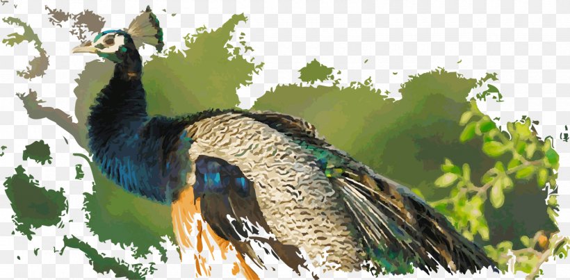 Duck Fauna Galliformes Beak Feather, PNG, 1600x788px, Duck, Beak, Bird, Ducks Geese And Swans, Fauna Download Free