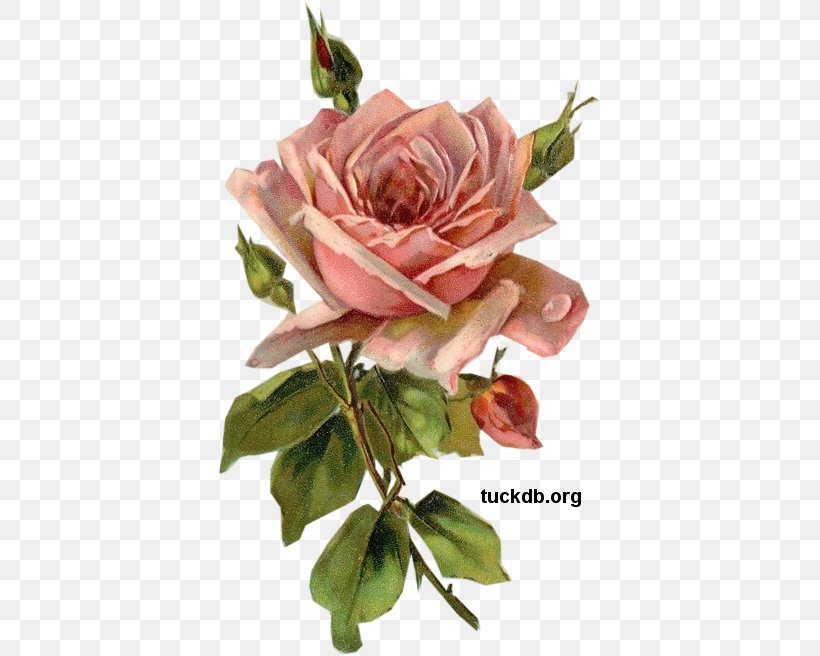 Garden Roses Cabbage Rose Paper Pink Decoupage, PNG, 383x656px, Garden Roses, Antique, Art, Cabbage Rose, Cut Flowers Download Free