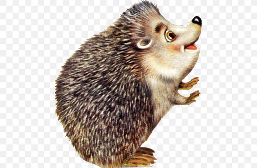 Hérisson Drawing European Hedgehog Color Clip Art, PNG, 470x535px, Drawing, Animal, Color, Colored Pencil, Domesticated Hedgehog Download Free