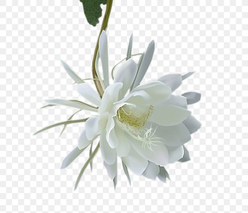 Fishbone Cactus Magnolia Family Cut Flowers, PNG, 674x706px, Queen Of The Night, Cactus, Coreldraw, Cut Flowers, Epiphyllum Download Free