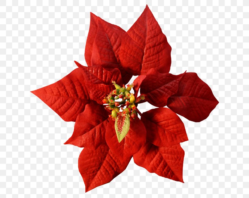 Poinsettia Cut Flowers Red Color, PNG, 650x653px, Poinsettia, Christmas, Christmas Decoration, Christmas Ornament, Color Download Free