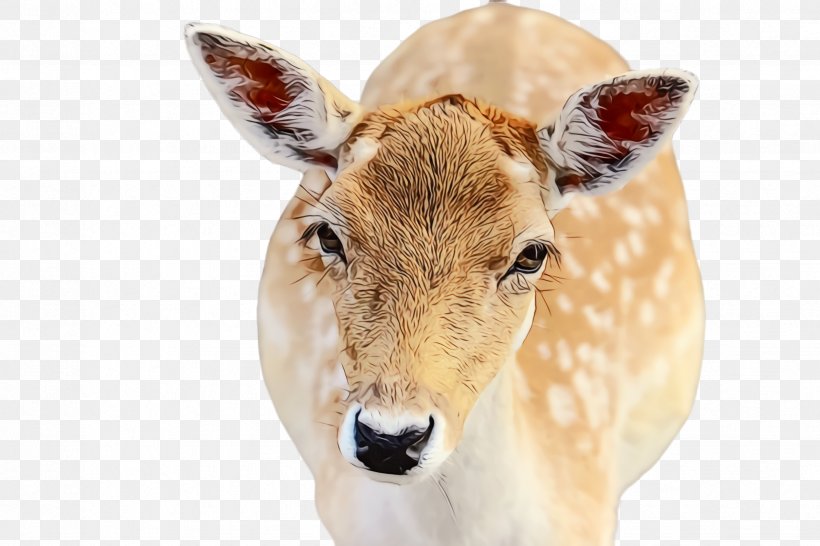 Reindeer, PNG, 2448x1632px, Watercolor, Animal Figure, Deer, Ear, Fawn Download Free