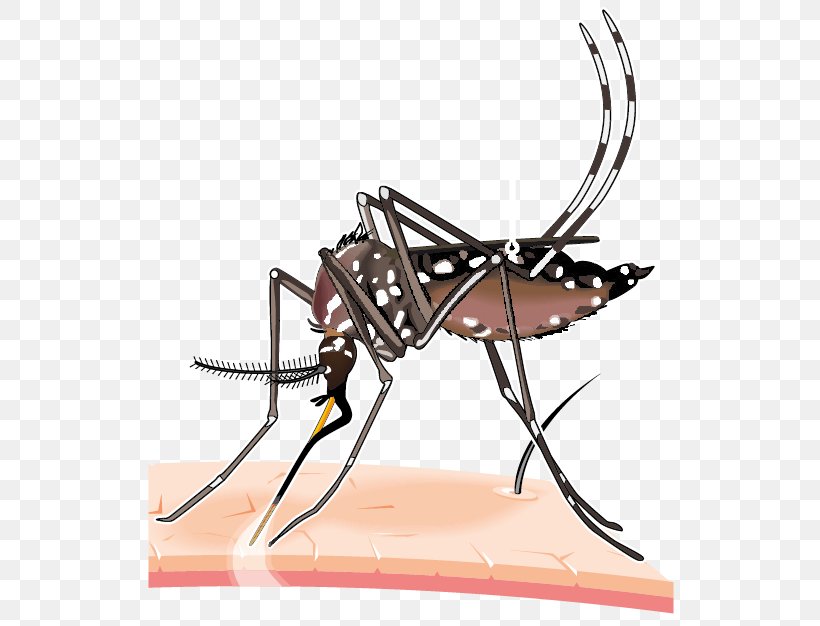 2015–16 Zika Virus Epidemic Yellow Fever Mosquito Dengue, PNG, 528x626px, Yellow Fever Mosquito, Aedes, Arthropod, Blood, Chikungunya Virus Infection Download Free