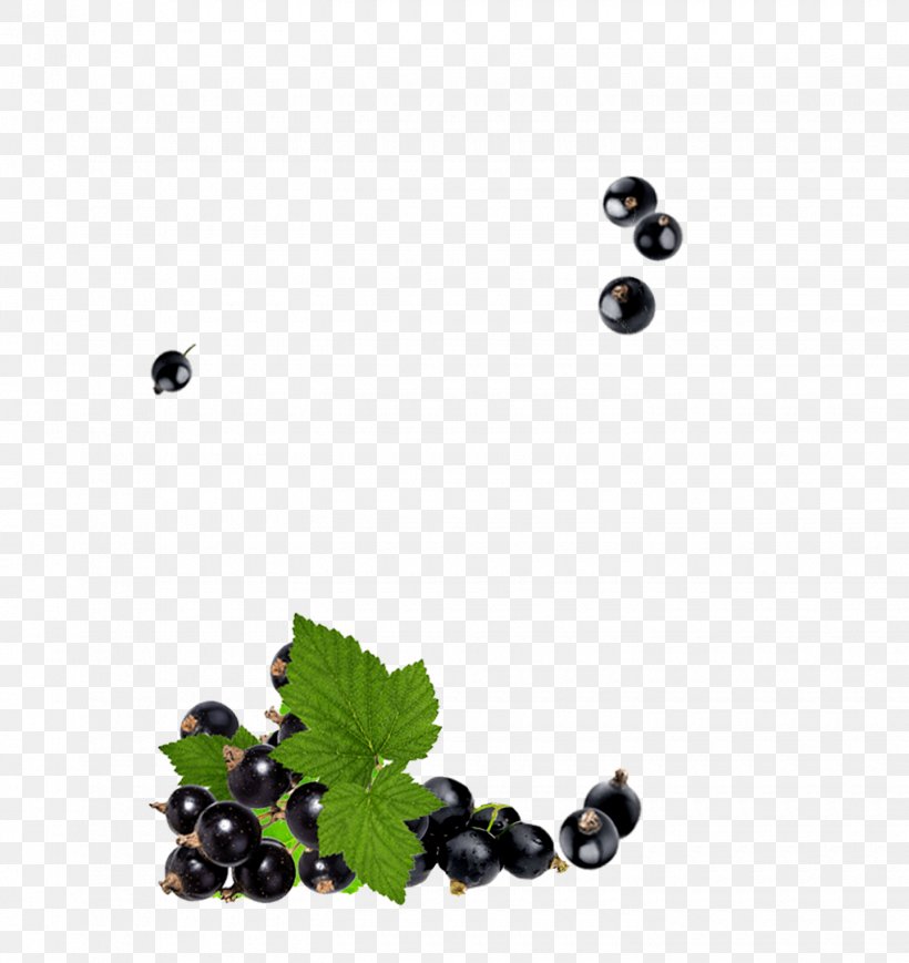 Berry Plant Fruit Bilberry Blackberry, PNG, 1440x1527px, Berry, Aristotelia Chilensis, Bilberry, Blackberry, Chokeberry Download Free